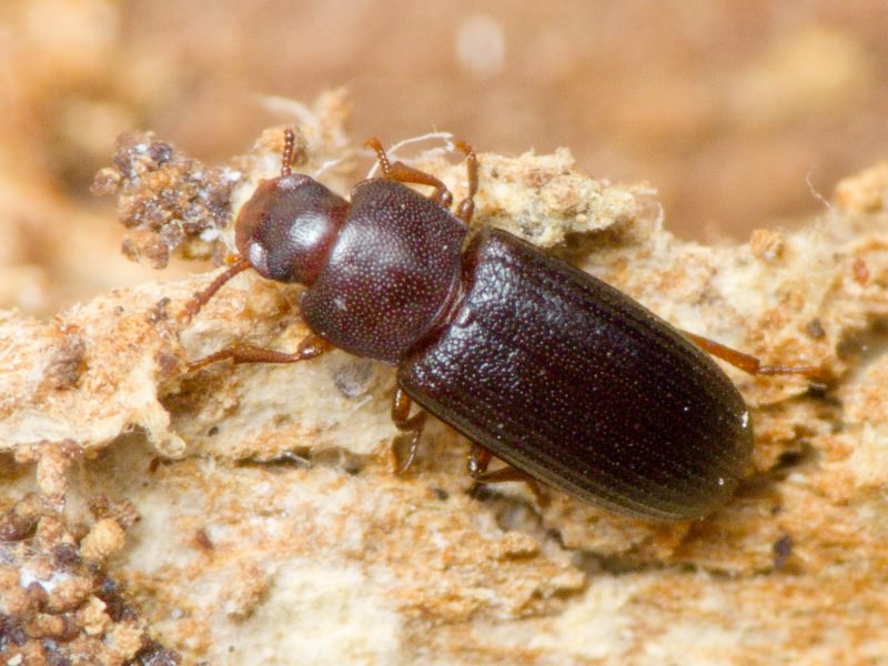 Tribolium madens (Charpentier, 1825)